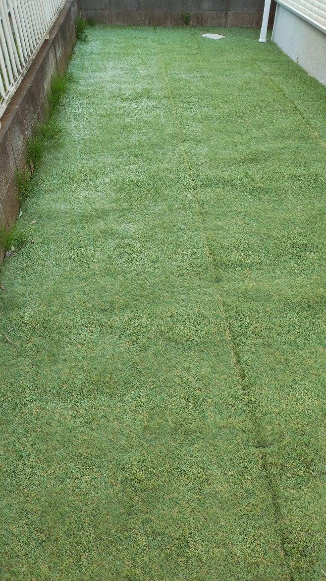 適度に雑草があると防草シート付き人工芝が逆にリアルっぽく見えてきます